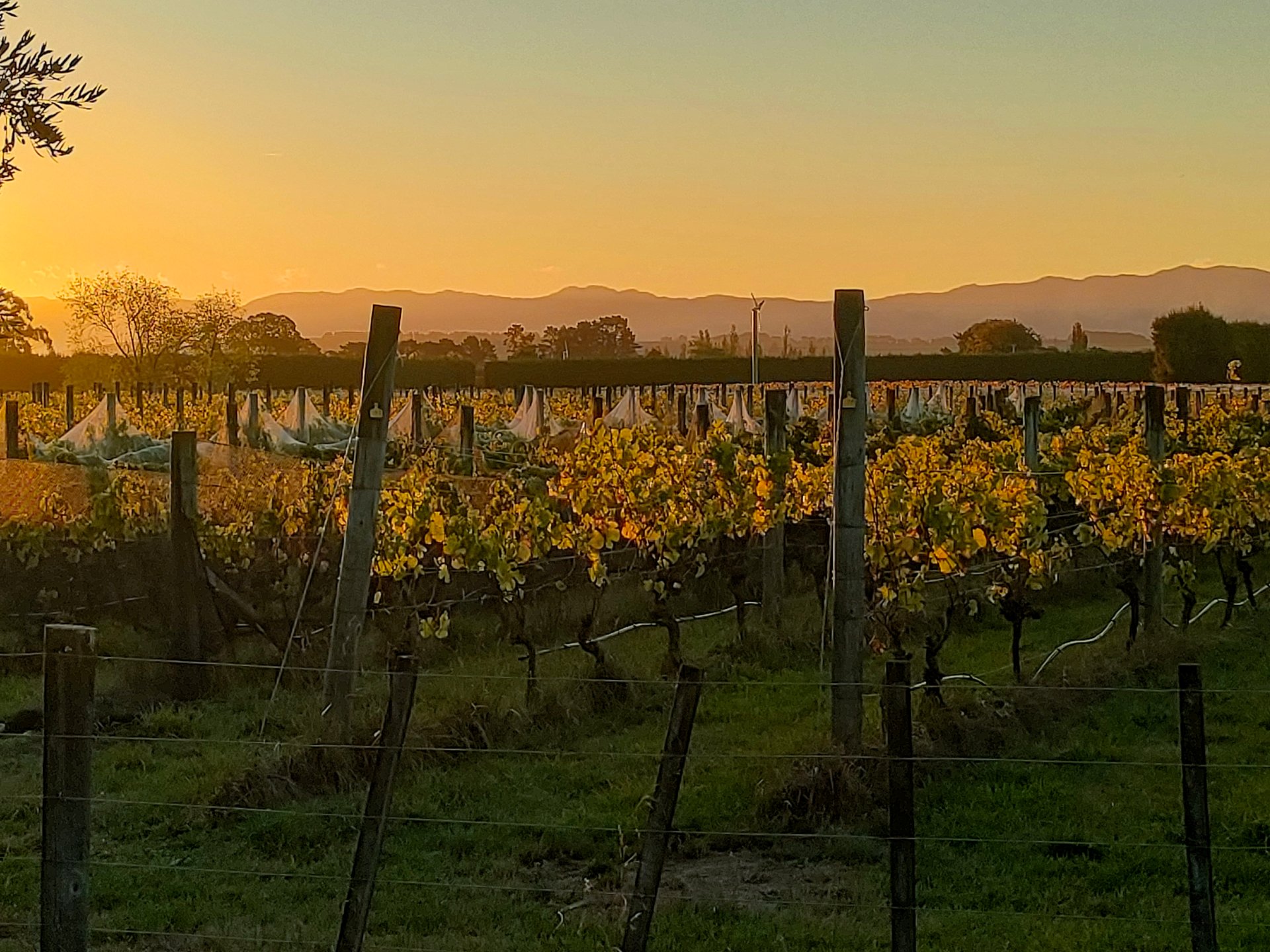 Wineinsights - Wine tours & education in Martinborough